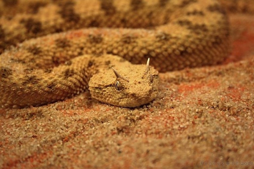 Podopieczni Lubelskiego egzotarium.