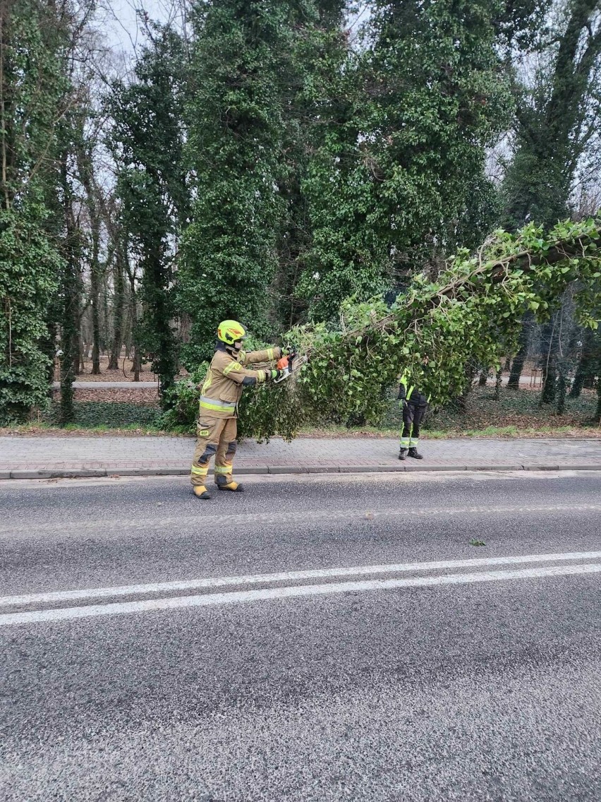 W Sławie w piatek rano strażacy zabezpieczali drzewo...