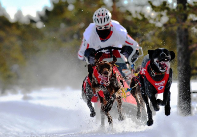 W zawodach psich zaprzęgów wystąpią zawodnicy klubu Amberdog CKiS, zaliczani do krajowej czołówki
