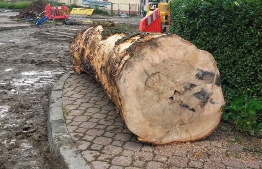 Muszyna. Wycinają drzewa na rynku, ale sadzą też nowe [ZDJĘCIA]