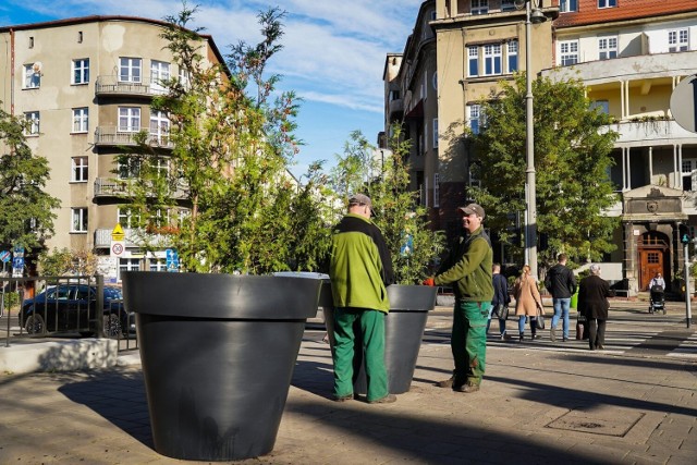 Przed budynkiem Wyższego Urzędu Górniczego przy ul. Poniatowskiego 31 w Katowicach umieszczono tuje rosnące w dużych donicach.