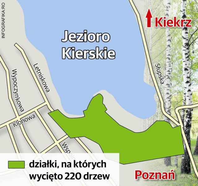 Wycinka drzew w Kiekrzu