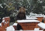 Tatry. Nietypowy gość stołował się przy schronisku na Hali Gąsienicowej... WIDEO