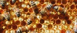Hodowcy pszczół mogą otrzymać dotację. Trzeba tylko złożyć wniosek