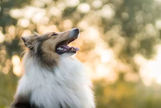 Owczarek szkocki (Collie). 

Lessie to bardzo wesołe i oddane swoim opiekunom psy. Nawiązują świetny kontakt z dziećmi. Są ufne i łagodne - zdecydowanie nie jest to typ psa stróżującego. Ponadto są chętne, posłuszne i łatwo się uczą! Musisz jednak przygotować się na długie czesanie!