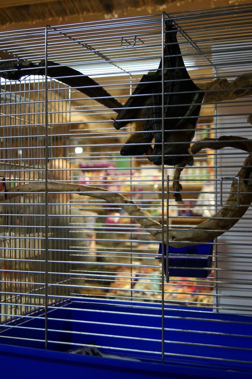 Nowy Targ: W sklepie zoologocznym sprzedają nietoperze! Legalnie?
