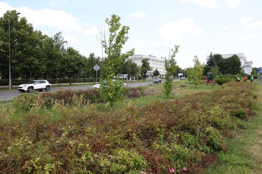 Ruszyła budowa kontrowersyjnego Ogrodu Wolności w Kielcach. W zielony skwer zmieni się teren między ruchliwymi jezdniami w centrum miasta
