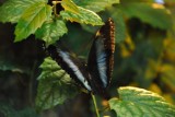 Bliski kontakt z motylami w łódzkim ZOO. Wiosną wielkie otwarcie motylarni
