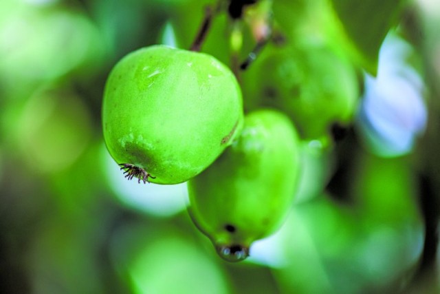 Minikiwi wyróżnia się niewielkim rozmiarem oraz gładką, cienką i jadalną skórką. Choć jego miąższ przypomina popularne kiwi, w przeciwieństwie do niego nie wymaga obierania.