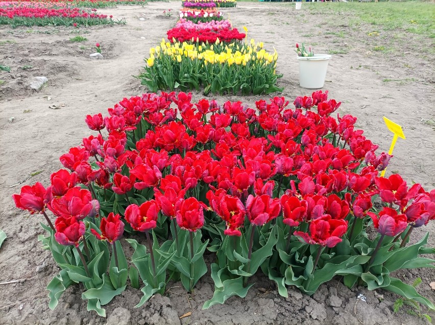 Zakwitły tulipany. Można oglądać i zakupić kwiaty- tulipanowy ogród w Cedrach Wielkich