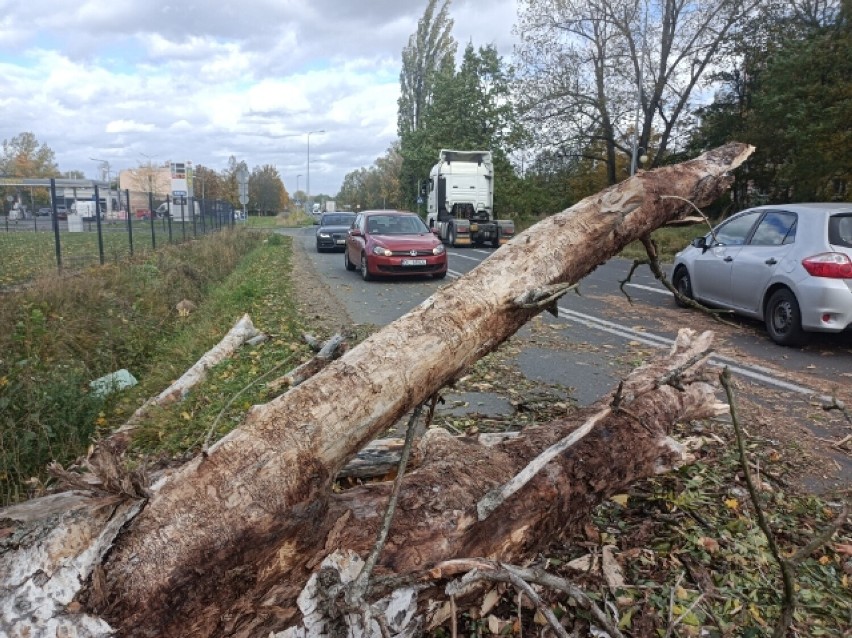 Połamane drzewa przy ulicy Poznańskiej spowodowały...