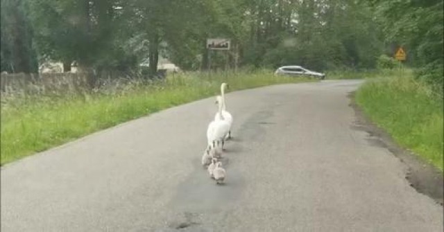 Łabędzie zgubiły drogę do stawów i maszerowały środkiem ulicy