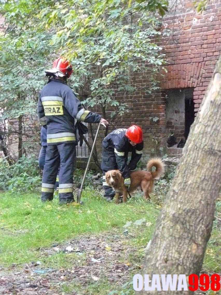 W Oławie zawalił się dach. Strażacy z psem i kamerą termowizyjną w akcji (ZDJĘCIA)