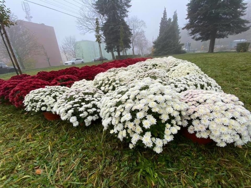 Biało-czerwone kwiatowe flagi pojawiły się w Wojkowicach i...