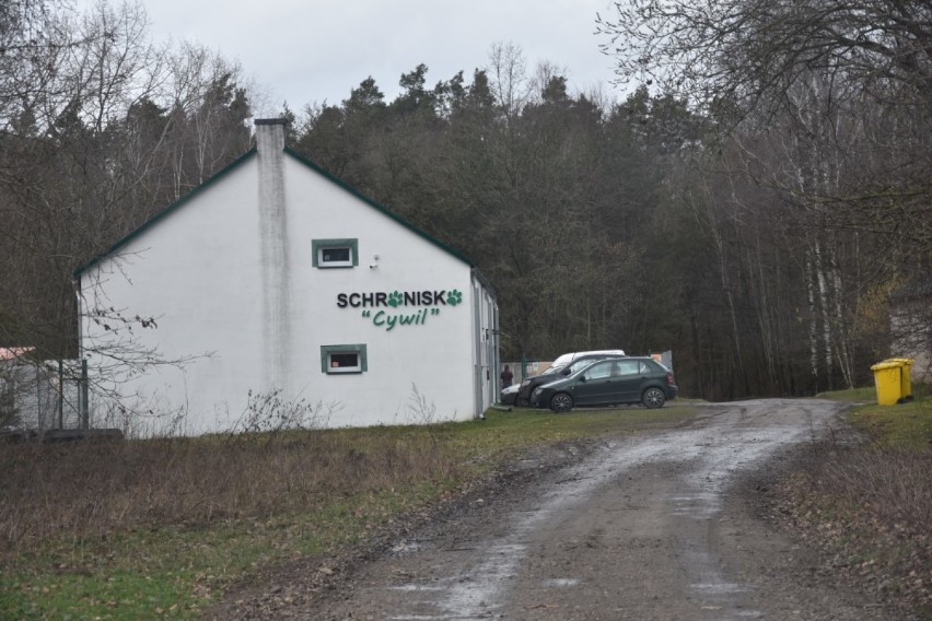 W schronisku "CYWIL" w Rybowie mnóstwo psiaków czeka na kochającą rodzinę [ZDJĘCIA] 