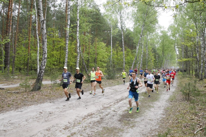 Bieg Łosia 2019. Biegacze ponownie rywalizowali w Puszczy Kampinoskiej [ZDJĘCIA]