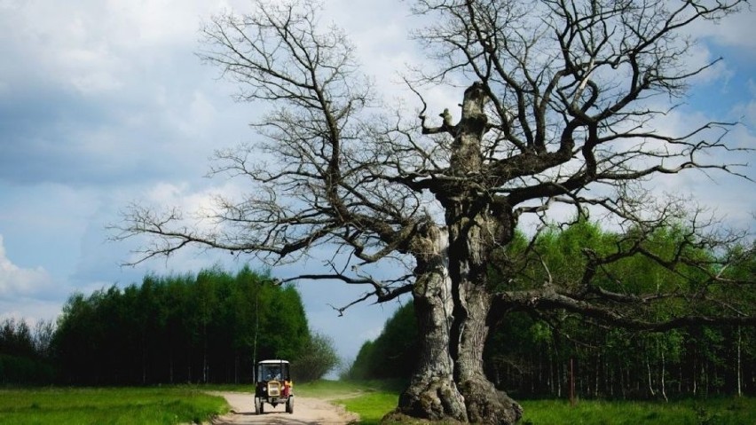 W plebiscycie na Europejskie Drzewo Roku polski dąb "Dunin" pokonał całą konkurencję