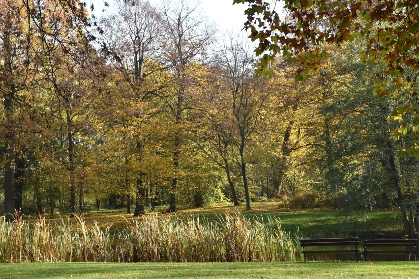 Na odwiedzających jesienią dobrzycki park czeka wiele atrakcji