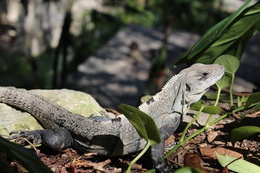 Zoo w Poznaniu ogłosiło zbiórkę kwiatów doniczkowych, które...