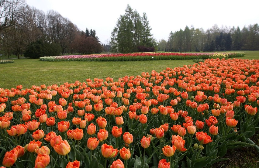 Wystawa tulipanów w Ogrodzie Botanicznym w Łodzi