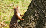 Wiewiórki, sójki, kawki i szpaki w Parku Miejskim. Zwierzęta czują wiosnę! [ZDJĘCIA]