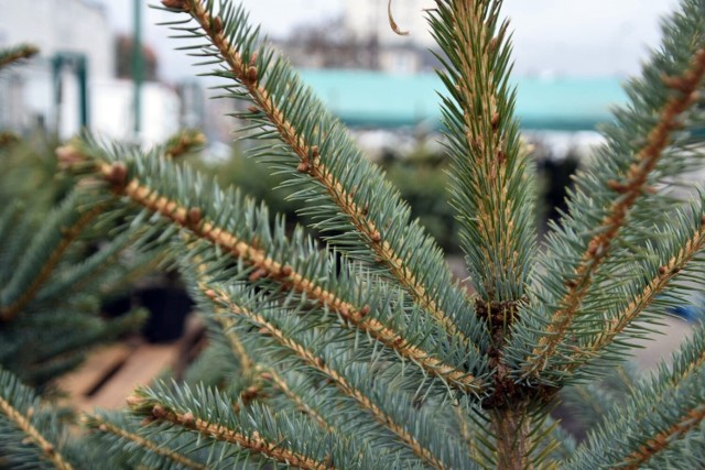 Będzie 400 choinek za darmo dla mieszkańców Zielonej Góry