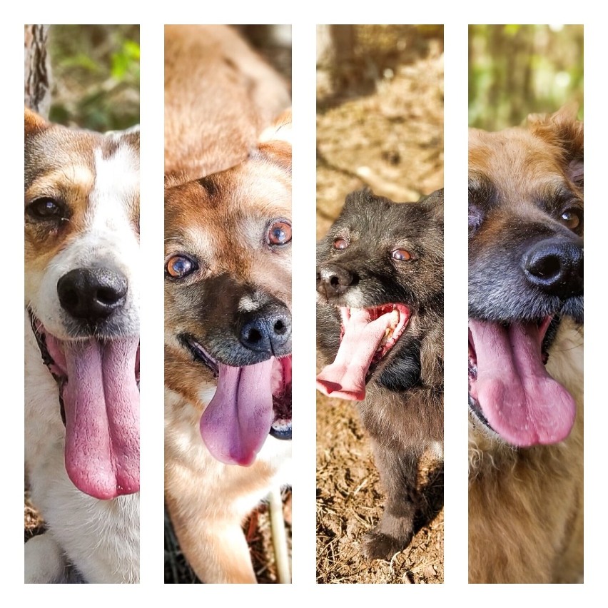 Szukamy domu dla bezdomnych psów Fundacji Schroniska Funny Pets w Czartkach. Dziś przedstawia się 6 czworonogów z gminy Lgota Wielka ZDJĘCIA