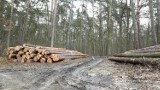 Góra. Konieczne było wycięcie wielu hektarów lasów. Szkodniki zaatakowały drzewa. Rok 2019 nie był korzystny dla górowskich lasów 