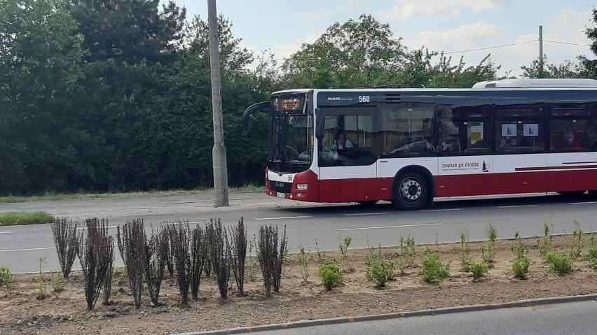 Nasadzenia na ul. Horoszkiewicza w Opolu.