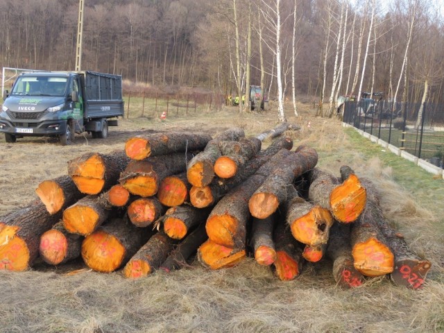 Tak wyglądał pierwszy etap wycinki drzew pod wielką inwestycję w Andrychowie. Jesienią drwale znów tu wrócą