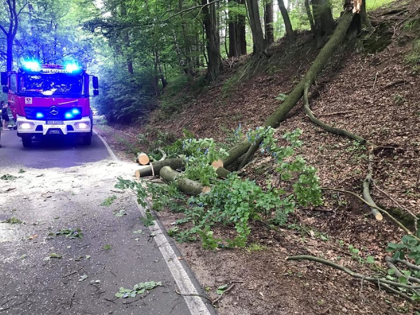 Drzewo spadło na jezdnię tuż przed jadącym motocyklistą...