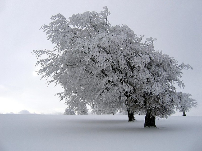 Dziś pierwszy dzień zimy! Zobacz galerię zimowych fotografii - w tym unikalne zdjęcia płatków śniegu!