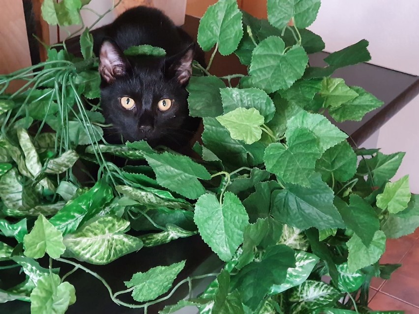 Dziś Dzień Czarnego Kota. Zdjęcia czarnych kotów naszych Czytelników [zdjęcia]