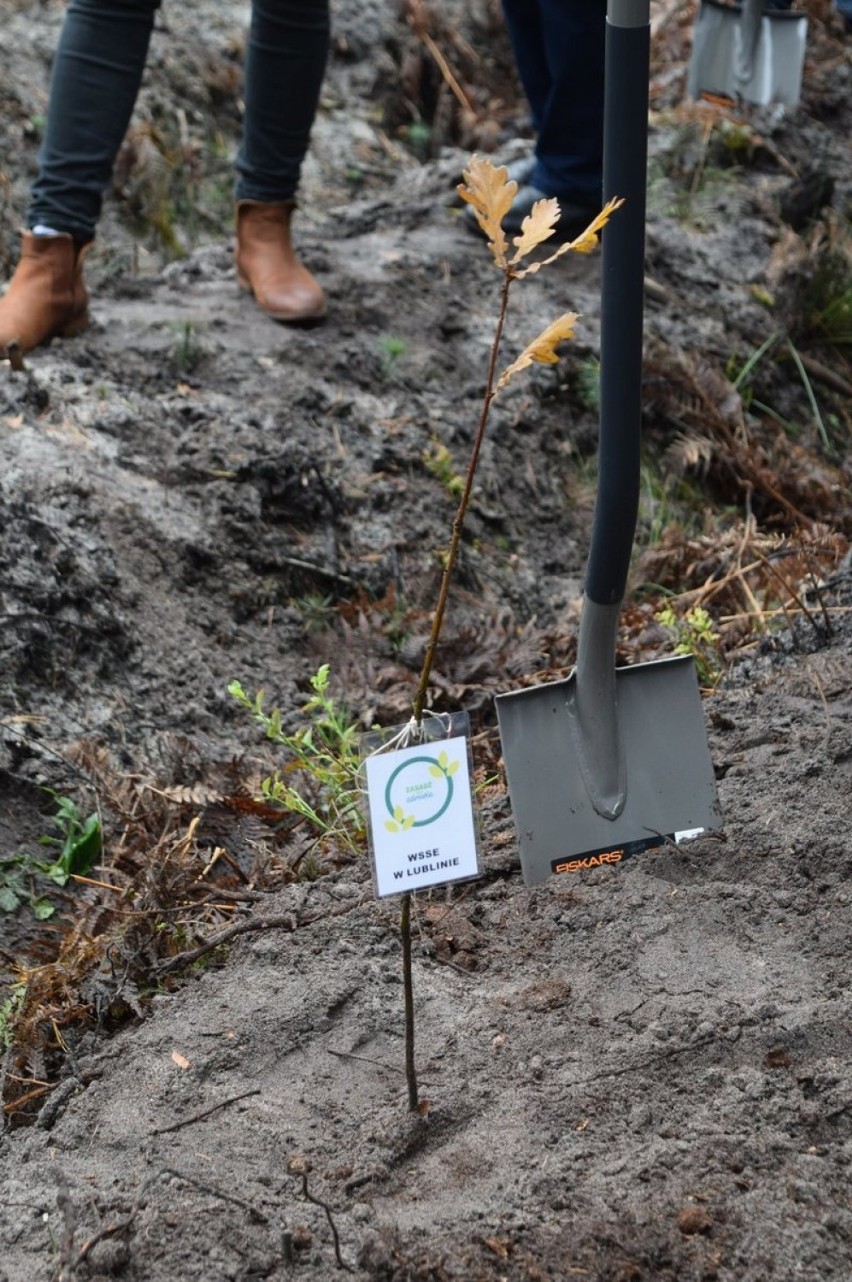 W Lasach Janowskich posadzono ponad 1000 nowych drzew. Trwa akcja ZasadźSięNaZdrowie. Zdjęcia