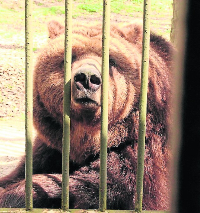 Niedźwiedzie brunatne bardzo rzadko zapadają w sen zimowy w niewoli. Wysokie temperatury im tego nie ułatwiają