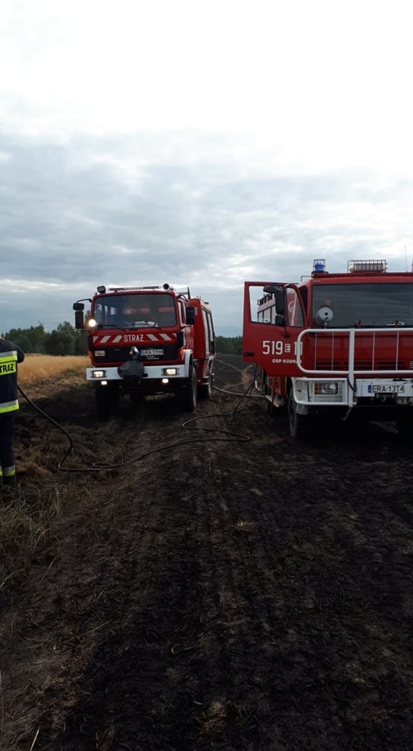 Gmina Masłowice: pożar pola uprawnego w Przerębie.