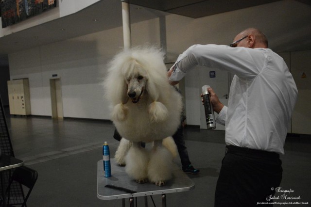 International Dog Show Poznań 2015 

Źródło: Fotografia Jakub Marciniak