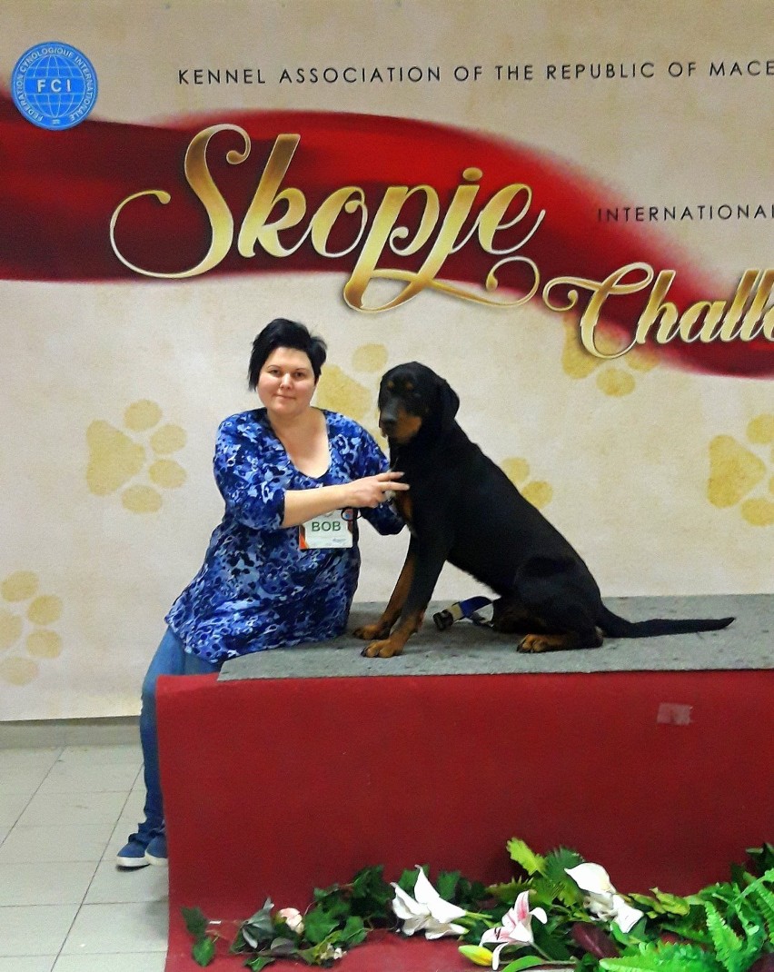 Pies gończy Transywański z Jeżyczek został Championem podczas wystawy psów w Macedonii