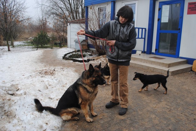 Uratowana Warta trafiła do konińskiego schroniska.