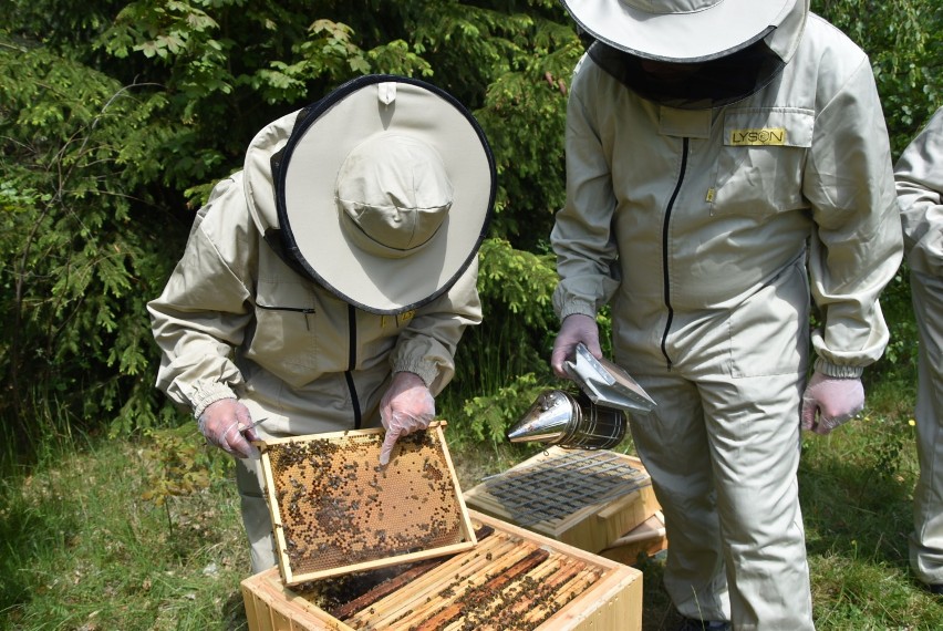 Dziś Wielki Dzień Pszczół. Przypominamy nasz "miodny" dzień z Fundacją Pszczoła [ZDJĘCIA]