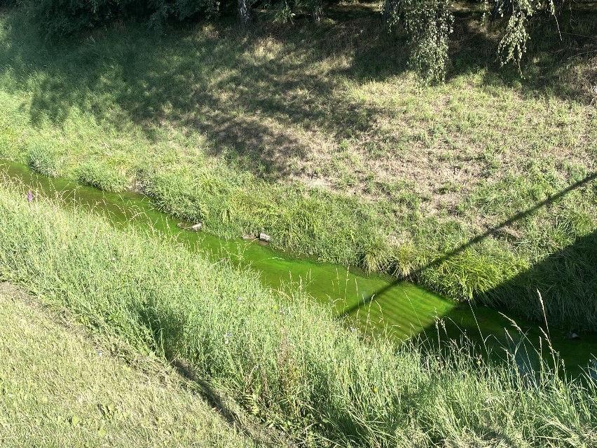 Dlaczego woda w potoku Przyrwa wzdłuż Alei Wyzwolenia na Baranówce jest soczyście zielona?  