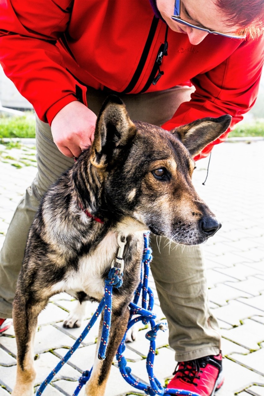 Kojot, ma trzy lata, jest średniej wielkości kundelkiem....