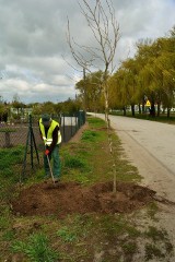 Kościan. Od 1 lipca zielenią miejską będzie się zajmował MZGMiD