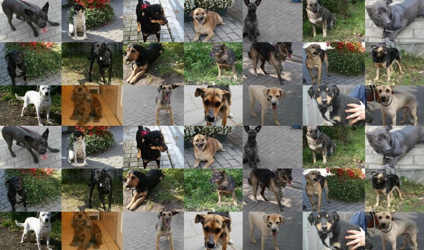 Schronisko w Chorzowie. Zobacz psy do adopcji [ZDJĘCIA]
