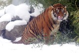Tygrysom sumatrzańskim z wrocławskiego zoo śnieg niestraszny