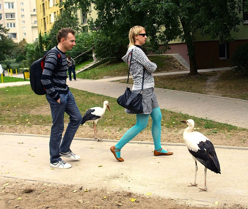 Boćki nie boją się ludzi, natomiast mieszkańcy do nich...