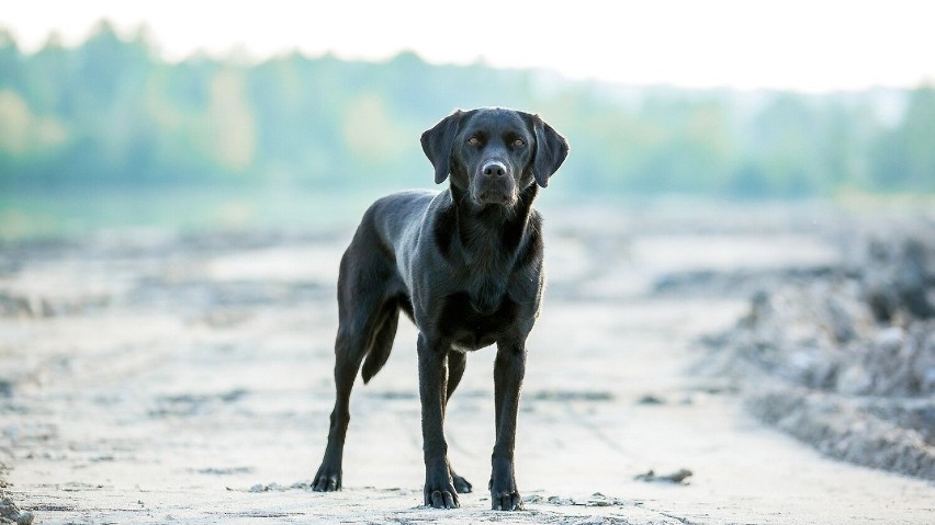 Labradory uchodzą za jedne z najmądrzejszych psów świata i...