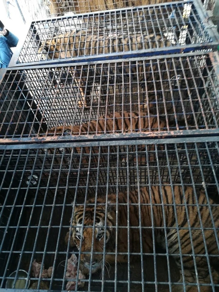 Dwa tygrysy trafiły do zoo Canpol kolo Człuchowa
