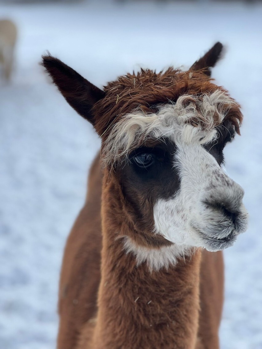 Zoo Borysew koło Poddębic zachęca do odwiedzin także w święta FOTO