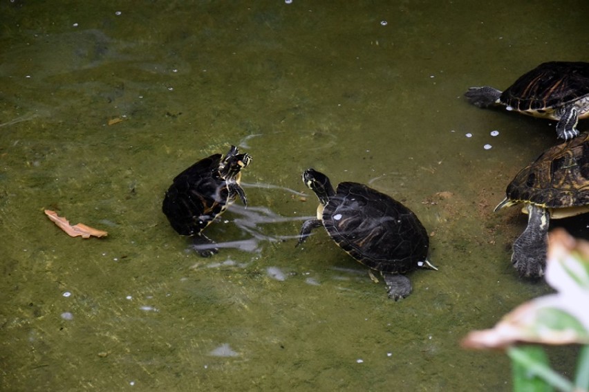Adoptuj żółwia, adoptuj papużkę z legnickiej palmiarni [ZDJĘCIA]